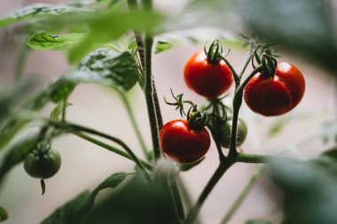 Serada taze domatesler yetişiyor.