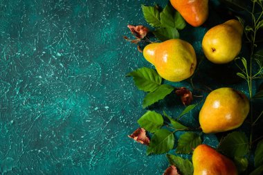 Yapraklardan organik armut toplayın. Parlak bir turkuaz arka planda yapraklı organik armut hasadı. Metin için yer.