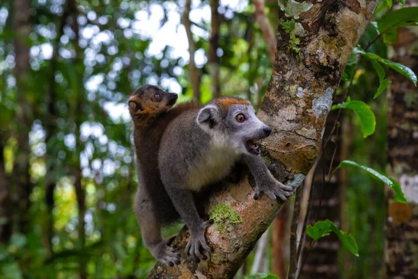 Lémur Corona Árbol Selva Tropical Madagascar — Foto de Stock