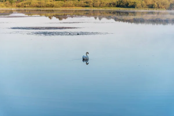 湖のシングル白鳥 スコットランド — ストック写真