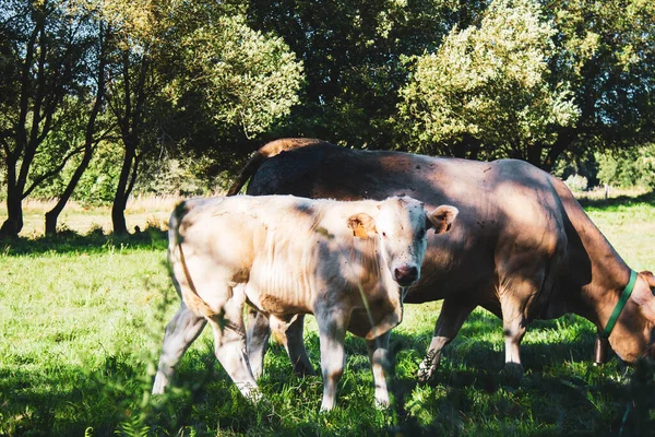 Kühe Grasen Auf Der Weide — Stockfoto