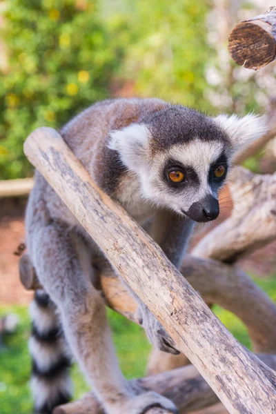 Bir Yaz Gününde Halka Kuyruklu Lemur Lemur Catta — Stok fotoğraf