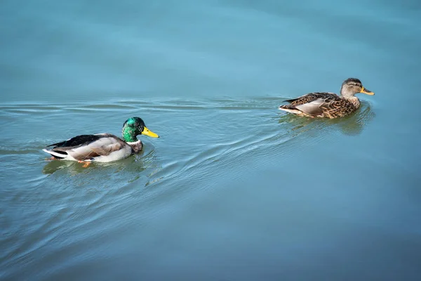 Πάπιες Κολυμπούν Δύο Mallard Και Drake Επιπλέουν Καταγάλανα Νερά Δύο — Φωτογραφία Αρχείου