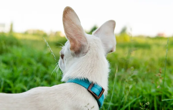 Cucciolo Cane Chihuahua Colore Bianco Camminare Prendersi Cura Dei Cani — Foto Stock
