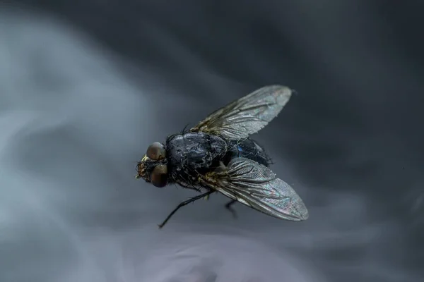 Housefly Musca Domestica Nahaufnahme Makroaufnahme Beim Fliegen Rauch Auf Kopf — Stockfoto