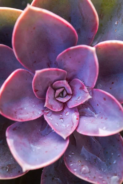 Primer Plano Una Orquídea Rosa Blanca —  Fotos de Stock