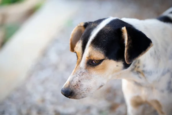 stock image One street dog on the island of Madagascar