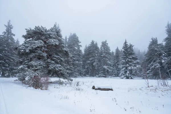 Piękne Opady Śniegu Marzycielskim Mglistym Zimowym Krajobrazie Lasu — Zdjęcie stockowe