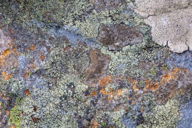 Slovakya 'daki Mala Fatra Ulusal Parkı' nda Lichen desenleri