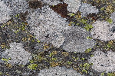 Slovakya 'daki Mala Fatra Ulusal Parkı' nda Lichen desenleri