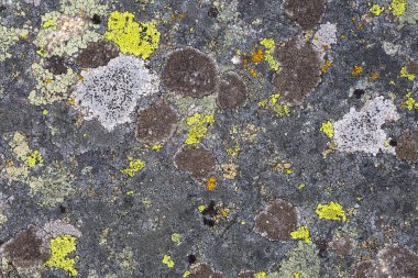 Slovakya 'daki Mala Fatra Ulusal Parkı' nda Lichen desenleri