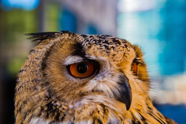 Närbild Fågel — Stockfoto