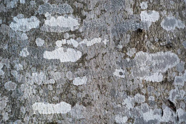 ヴェルカFatra国立公園 スロバキアのブナの樹皮の上の地衣類パターン — ストック写真