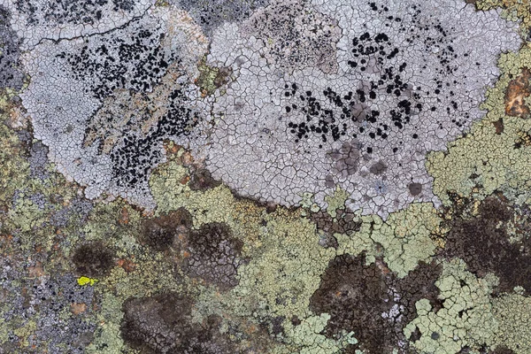 斯洛伐克马拉法特拉国家公园的Lichen模式 — 图库照片