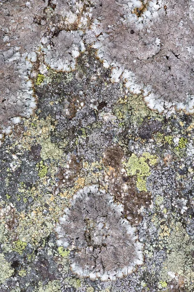 Lichen Patronen Mala Fatra Nationaal Park Slowakije — Stockfoto