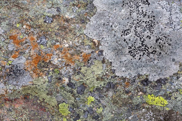 斯洛伐克马拉法特拉国家公园的Lichen模式 — 图库照片