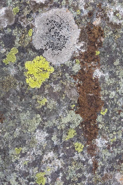 Lichen Patronen Mala Fatra Nationaal Park Slowakije — Stockfoto