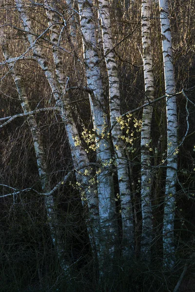 Virágzó Fűzfa Ezüst Nyírfa Turóc Régióban Szlovákia — Stock Fotó