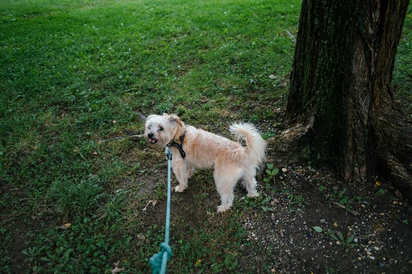 Chien Dans Parc — Photo