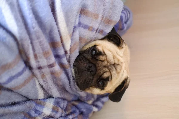 Niedlicher Mops Auf Dem Boden Liegend — Stockfoto