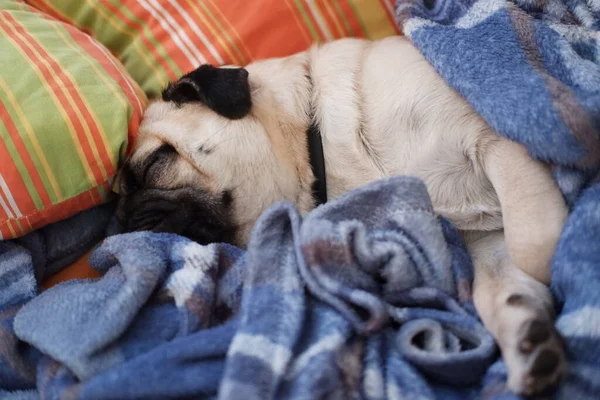 Cute Dog Lying Bed — Stock Photo, Image