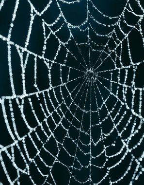 Örümcek ağlı örümcek ağı, çiy damlaları