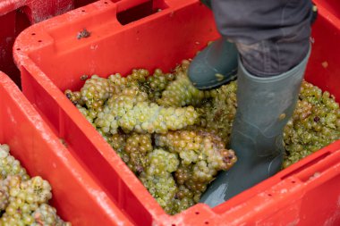 Üzüm izleri, meyve suyunu çıkarmak için bot giyen bir adam.