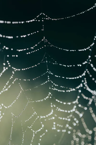 Pânză Păianjen Picături Rouă Fundalul Soarelui — Fotografie, imagine de stoc