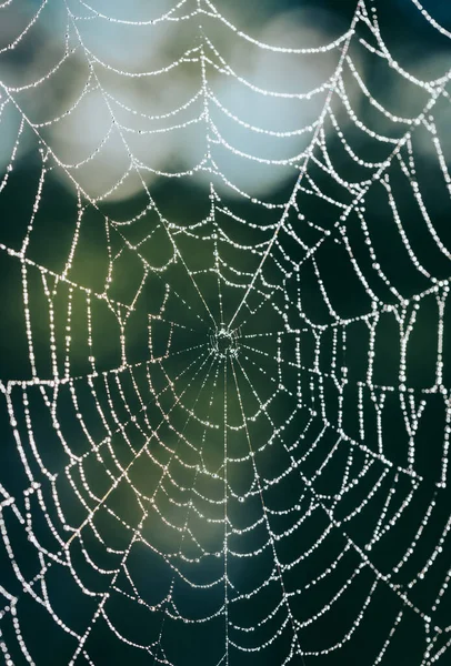 Makro Eines Spinnennetzes — Stockfoto