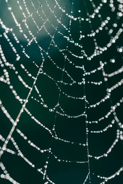 Pânză Păianjen Picături Rouă Fundalul Soarelui — Fotografie, imagine de stoc
