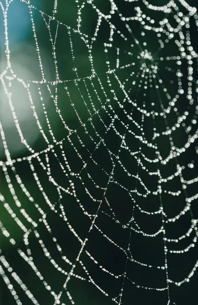 Păianjen Web Picături Rouă — Fotografie, imagine de stoc