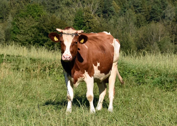 Krowa Pastwisku Brązowo Biała Krowa Pasąca Się Łące — Zdjęcie stockowe