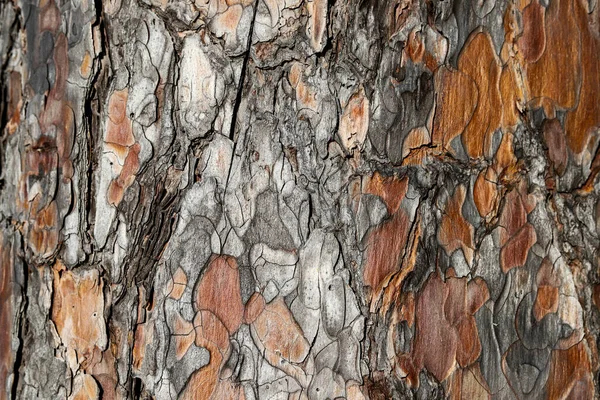 Bir Ağaç Kabuğuna Yakın — Stok fotoğraf