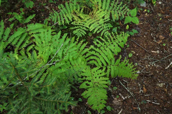 Folhas Samambaia Verde Floresta — Fotografia de Stock