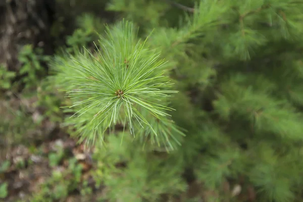森の緑の松 — ストック写真