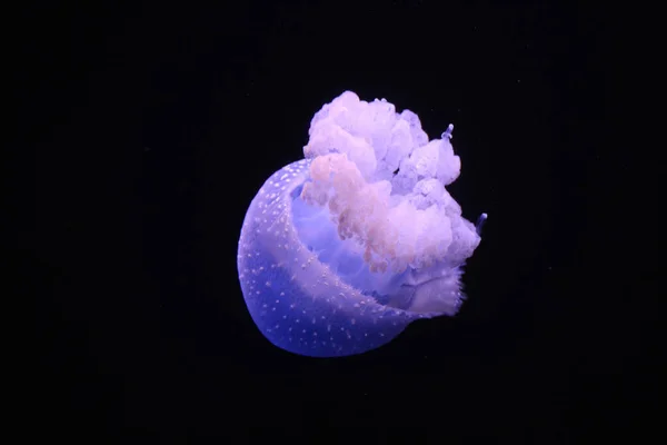 바다에 해파리 — 스톡 사진