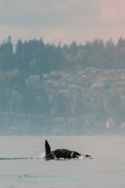 Hayvan, vahşi deniz aslanı. Doğa