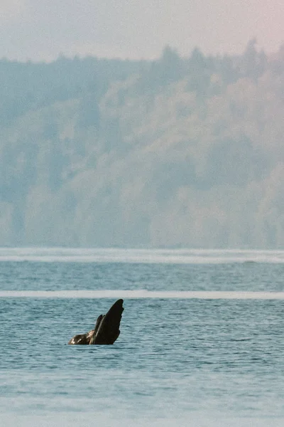Zwierzę Lew Morski Dziczy Przyroda — Zdjęcie stockowe