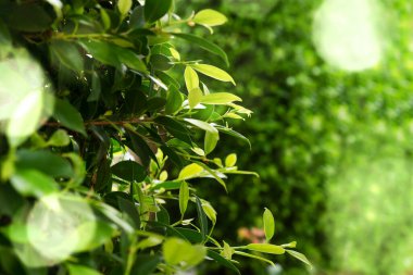 yeşil yapraklar güneşli günde yeşil bokeh arkaplanı