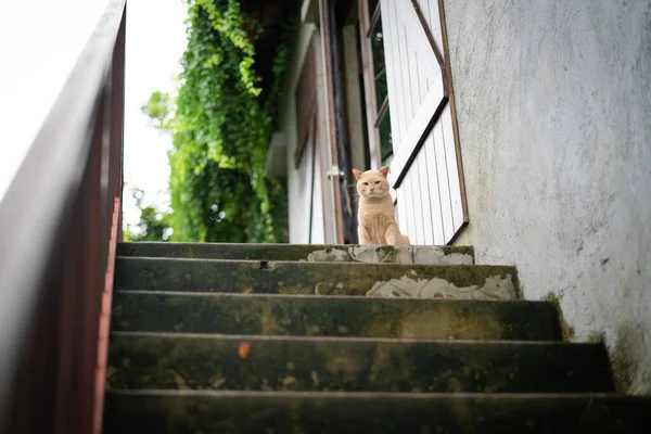 Słodkie Brązowy Kot Siedział Górnych Schodach Krok Czeka Posiłek Właściciela — Zdjęcie stockowe
