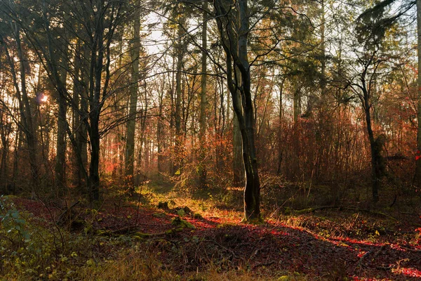 Jesienny Las Drzewami Liśćmi — Zdjęcie stockowe