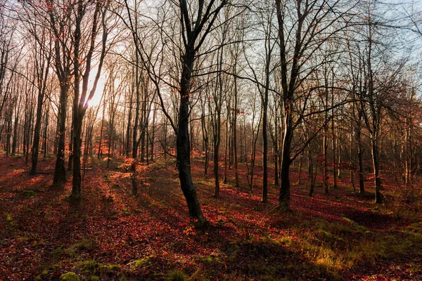 Floresta Outono Com Árvores Folhas — Fotografia de Stock