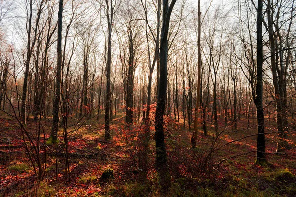 Floresta Outono Com Árvores Folhas — Fotografia de Stock