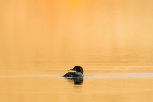 Bird Water — Stock Photo, Image