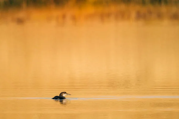 Schöner Vogel Auf Dem See — Stockfoto