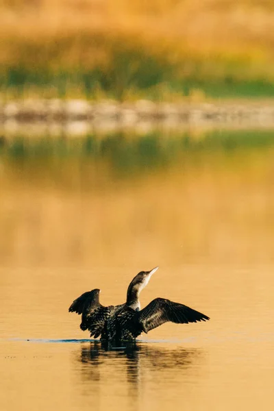 Black Heron River — Stock Photo, Image