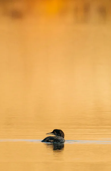 Oiseau Dans Lac — Photo