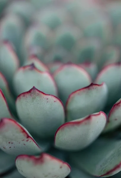 Zblízka Krásné Růžové Růže — Stock fotografie