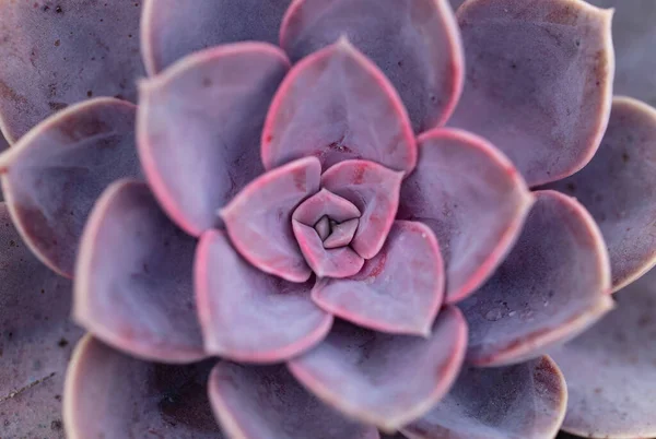 Schöne Botanische Aufnahme Natürliche Tapete — Stockfoto