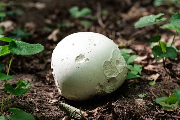 Cogumelo Branco Floresta — Fotografia de Stock